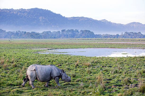 Assam